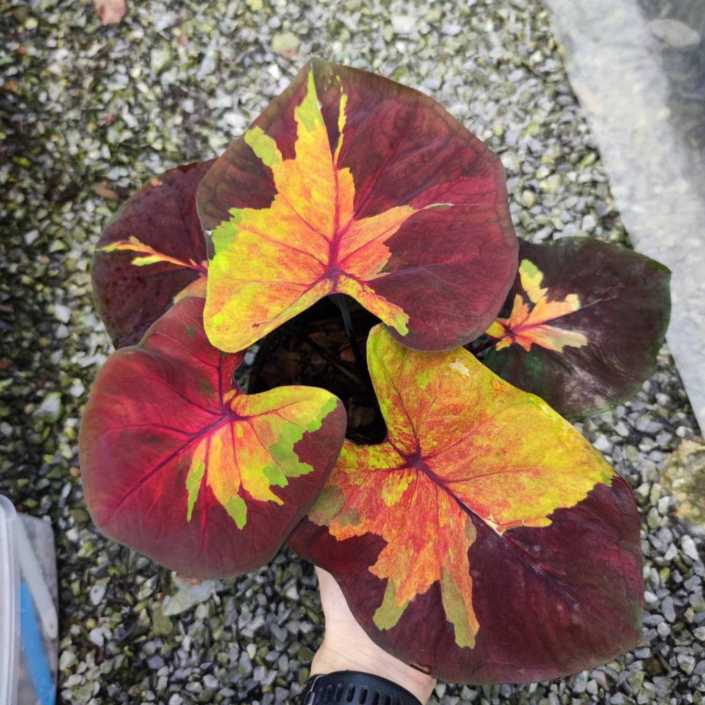 ซันเซ็ตสกาย บอนสี บอนแรร์ Caladium sunset sky | Shopee Thailand
