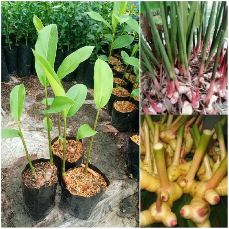 ต้นข่าแดง, ข่าแกง ในถุงดำพร้อมปลูก ผักสวนครัวสมุนไพรพื้นบ้าน | Shopee ...
