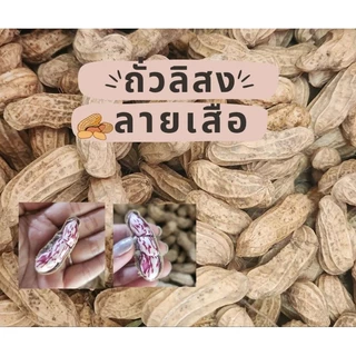 🥜ถั่วลิสงลายเสือ ถั่วลิสงดิบ จากจังหวัดน่าน จัดส่งให้แบบดิบนะคะ photo
