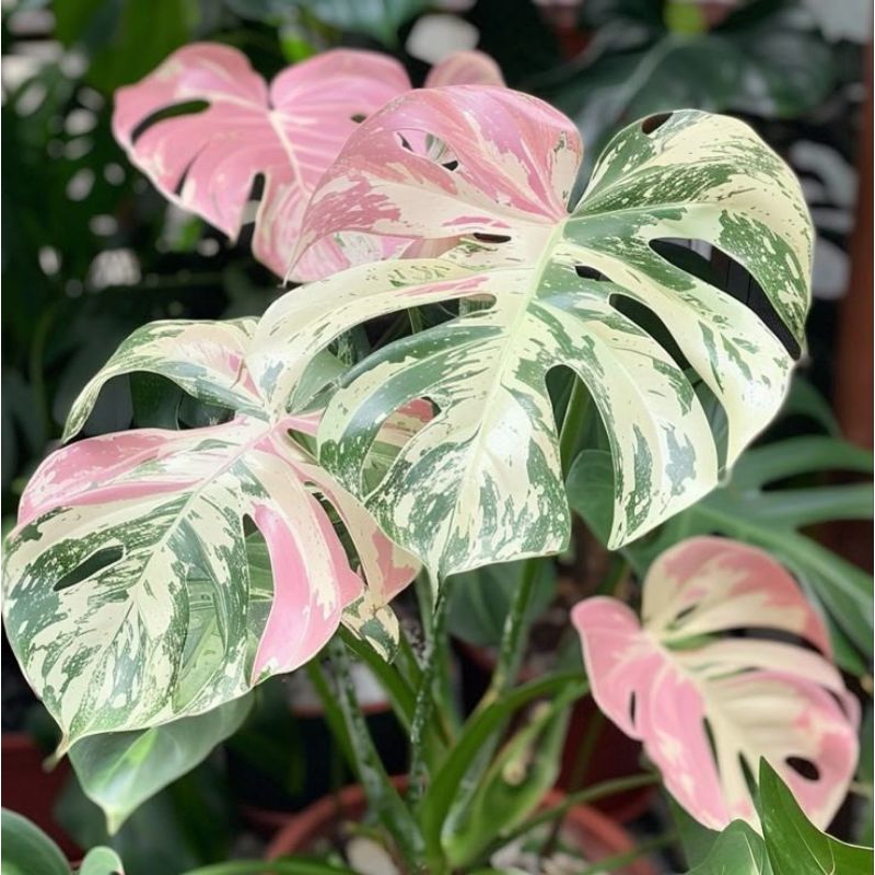 Monstera Variegata Rosaล๊อตลุ้นด่างชมพู ไม้เนื้อเยื่ออนุบาลพร้อมส่ง ...