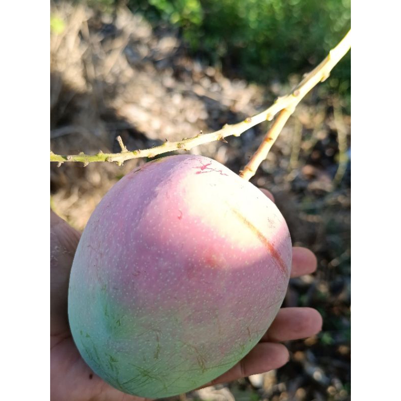 มะม่วง อาทู อีทู R2E2 Mango | Shopee Thailand