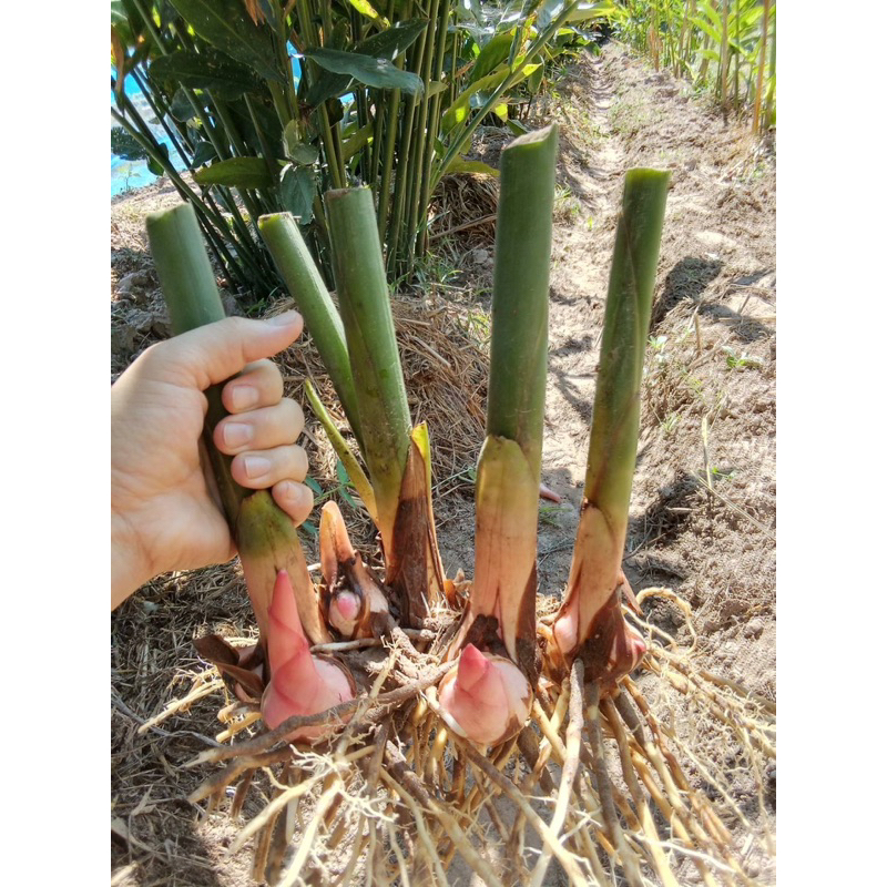 ข่าเกษตรแดงใหญ่ ข่าแดงใหญ่ #ต้นพันธุ์ | Shopee Thailand