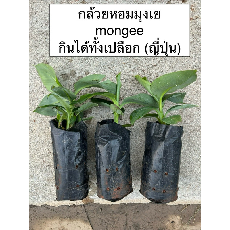 กล้วยหอมกินได้ทั้งเปลือก มุงเย (Mongee banana) ญี่ปุ่น | Shopee Thailand