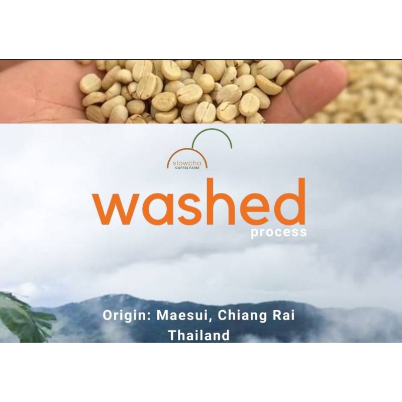 Washed process เมล็ดกาแฟคั่วอ่อน | Shopee Thailand