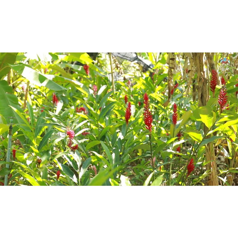 ต้นพันธุ์ ขิงแดง ถุงดำพร้อมปลูก 39 บาท Red Ginger ขิงแดง ต้นขิงแดง สี 