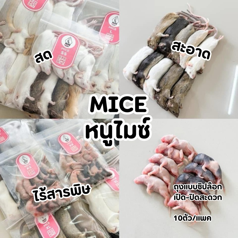 หนูแช่แข็ง หนูเหยื่อแช่แข็ง หนูMice ไมซ์ 10ตัว/1แพค | Shopee Thailand