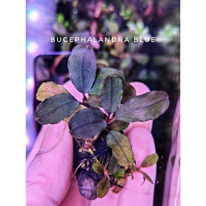 ブセファランドラsp silver gray 水の国 ブセファランドラsp silver gray 水の国 Bucephalandra sp. Silver 心