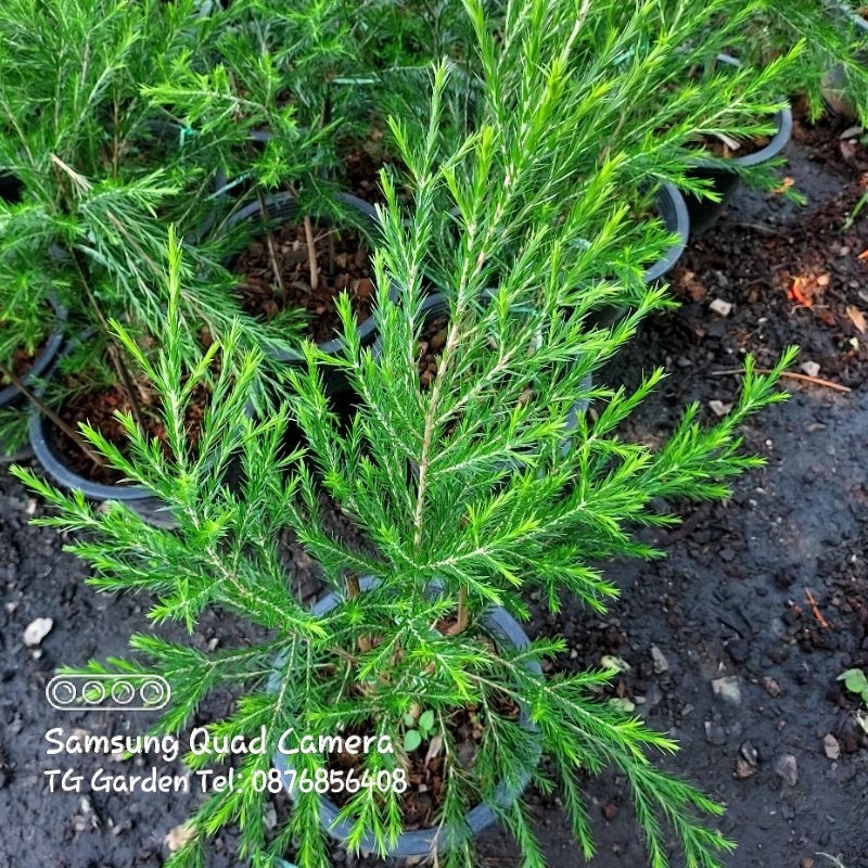ต้นทีทรี : Tea Tree (Melaleuca alternifolia) | Shopee Thailand