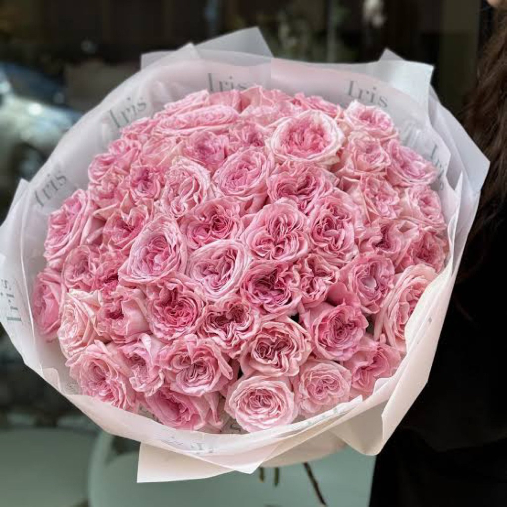 กุหลาบ Pink O'Hara หอมแรง จากฝรั่งเศส | Shopee Thailand