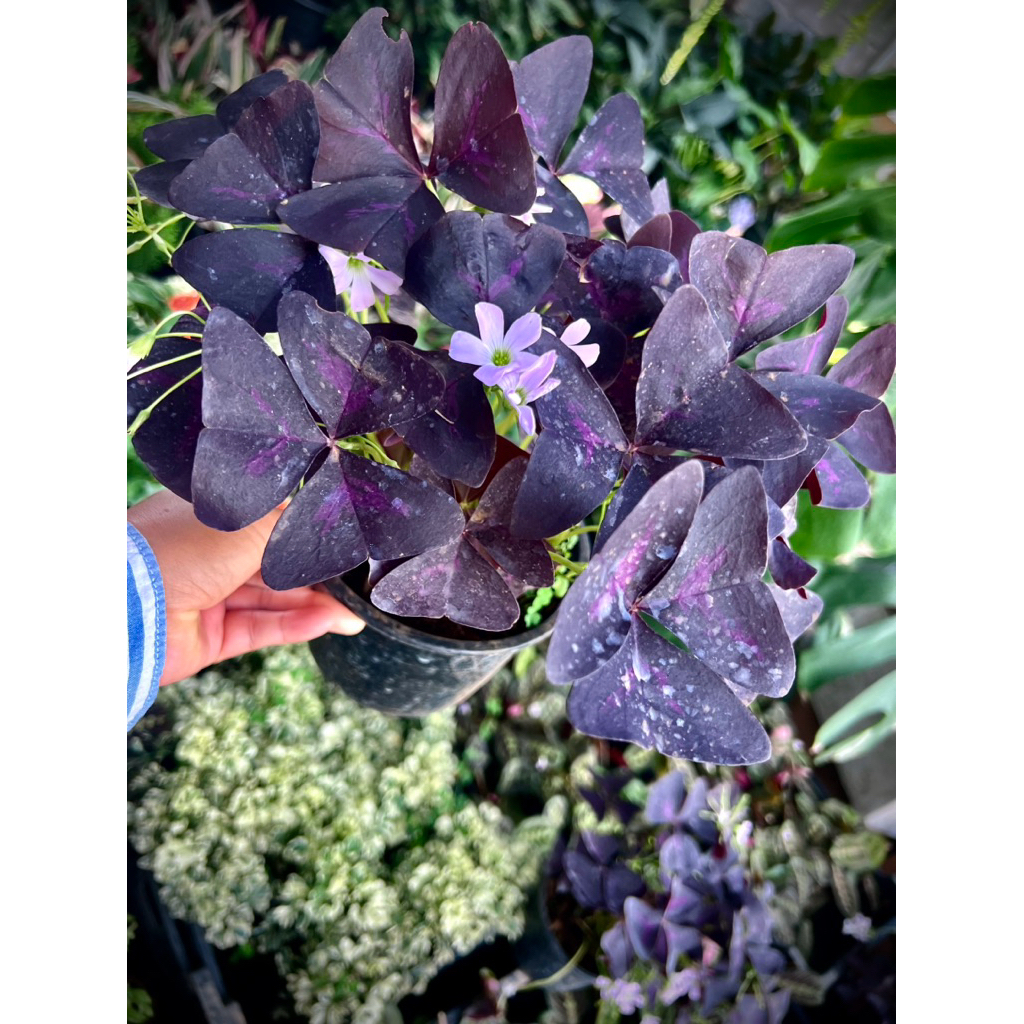Oxalis Triangularis ต้นผีเสื้อราตรี / ปีกผีเสื้อ ไม้มงคลเสริมดวงความรัก ...