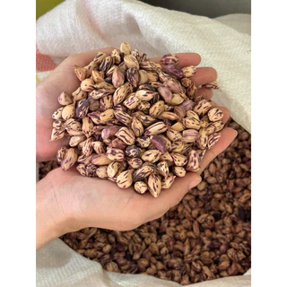 เมล็ดถั่วดิบ! เมล็ดพันธุ์ถั่วลายเสือ ของแท้100%(สำหรับนำไปคั่ว/ต้ม หรือนำไปเป็นเมล็ดพันธุ์ได้เลย) ส่งตรงจากแม่ฮ่องสอน photo