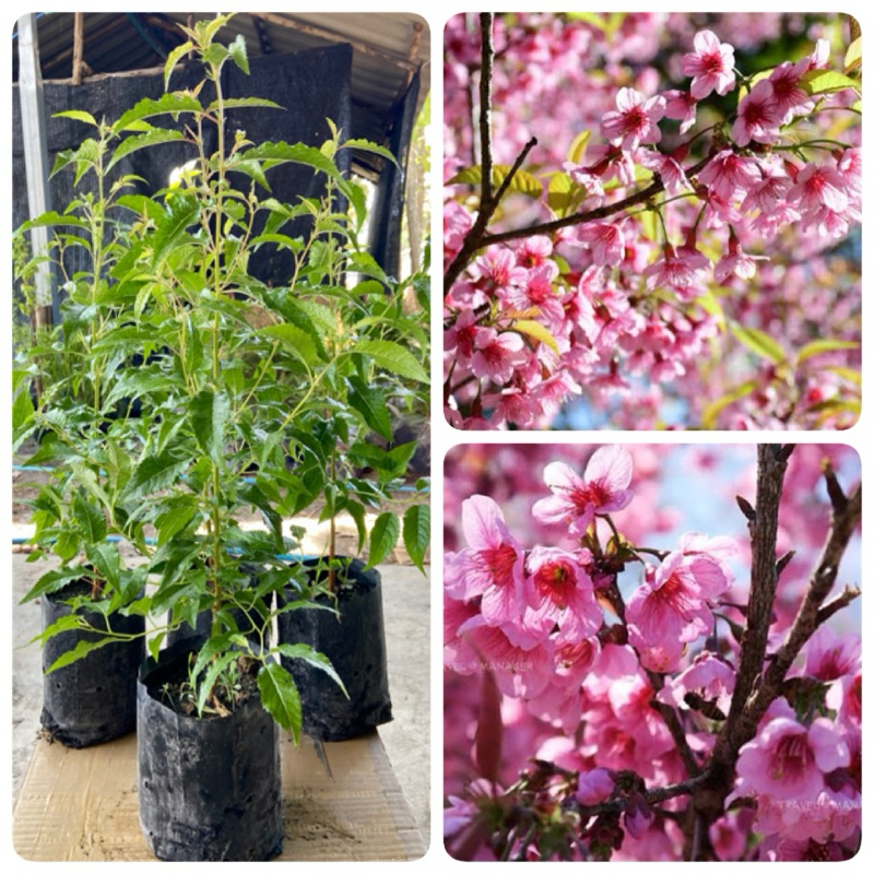 ต้นนางพญาเสือโคร่ง (สูง30-40/50-60/cm+ | Shopee Thailand