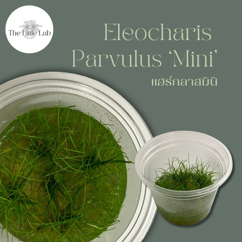 Eleocharis Parvulus ‘mini’ แฮร์กลาสมินิ ไม้น้ำ ไม้น้ำเนื้อเยื่อ ...