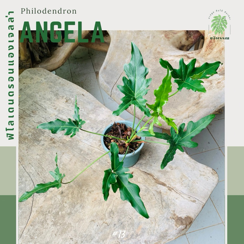 baby philodendron xanadu Philodendron Xanadu live plant baby – Orender Farm and Gardens LLC main image 0