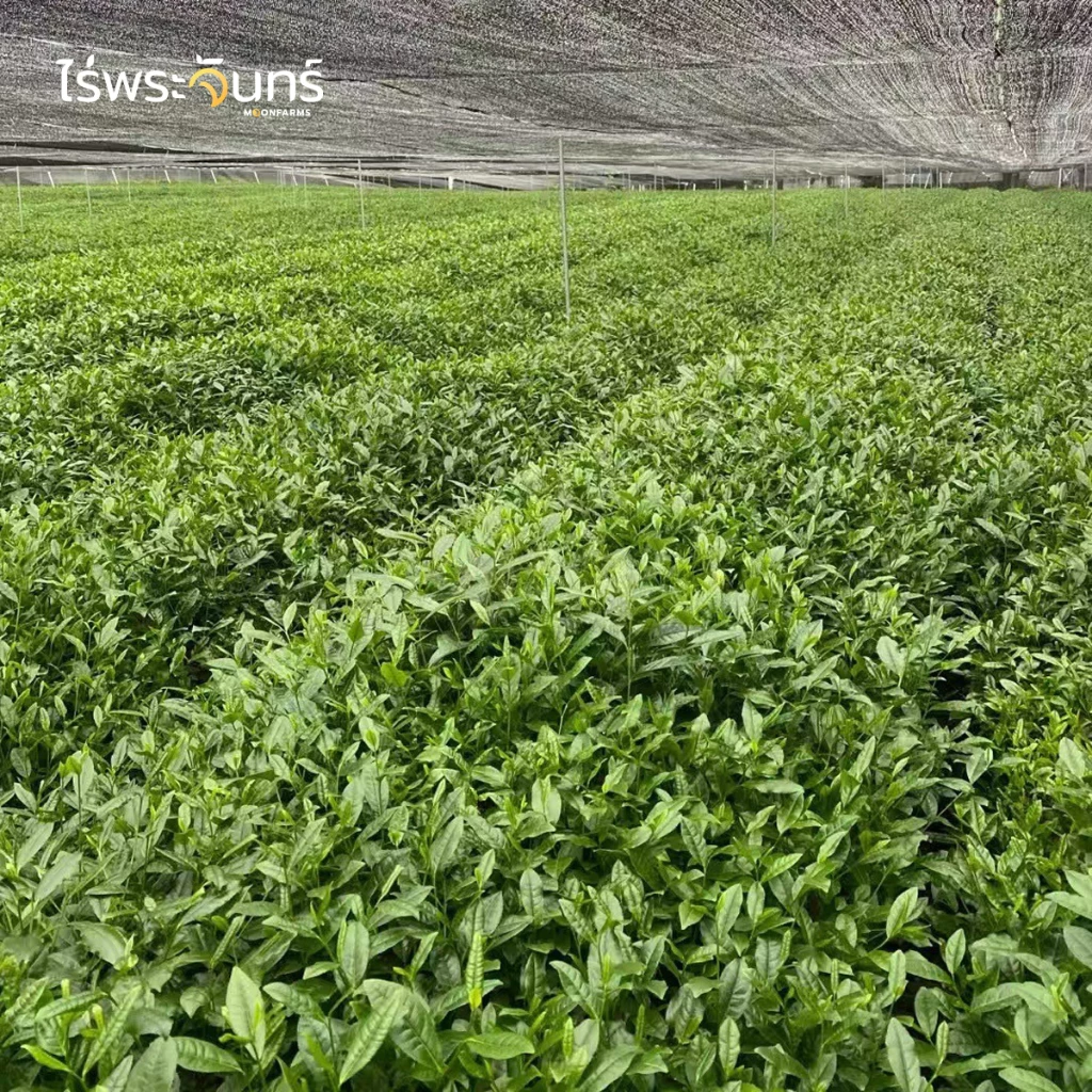 Llamito Organic Matcha Powder 250g ผงมัทฉะออร์แกนิค 100% เกรดพรีเมียม เพื่อพลังงาน สมาธิ และการเผาผลาญ