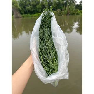 ใบชะคราม 1 ขีด แบบไม่ได้รูด เก็บสดตามออร์เดอร์ ผักปลอดสารจากคลองโคน สมุทรสงคราม photo