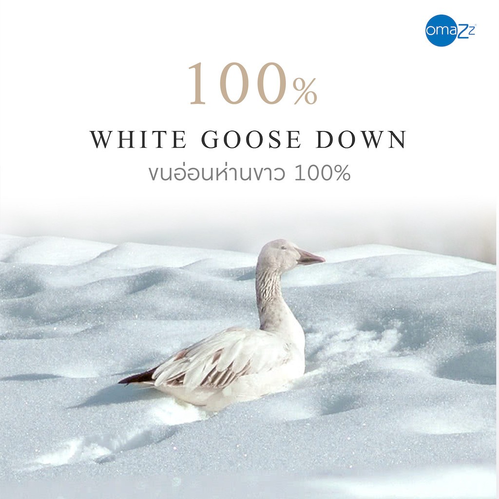 OMAZZ รุ่น หมอนหนุนขนห่านไซบีเรีย Firm ขนาด Standard 50x75 cm. เพื่อการรองรับสรีระอย่างนุ่มนวลและหลับสบายตลอดคืน