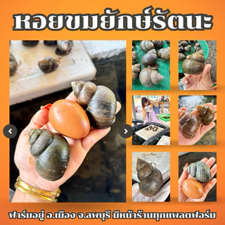 หอยขมยักษ์รัตนะ ฟาร์มลพบุรี พร้อมส่งค่ะ photo