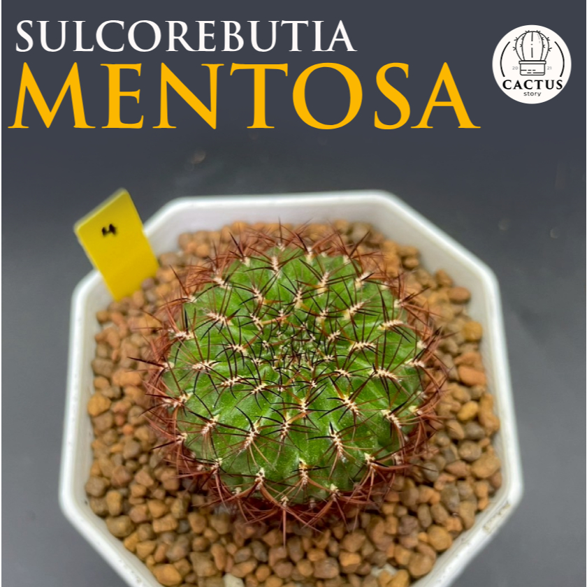 Sulcorebutia Mentosa ซัลคอลรีบูเทีย เมนโทซ่า กระถาง 3 นิ้ว | Shopee ...