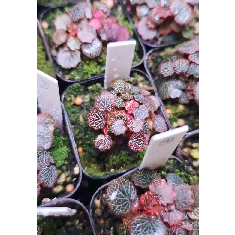 บีโกเนีย สตอเบอร์รี่ Micro Strawberry Begonia จัดตู้ระบบชื้น Terrarium ...