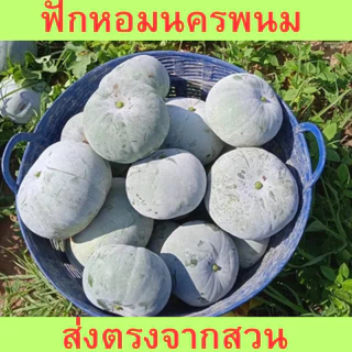 ฟักหอมนครพนม ฟักอ่อมใส่ไก่ ฟักหอมขนาด1กิโลและ2กิโล photo