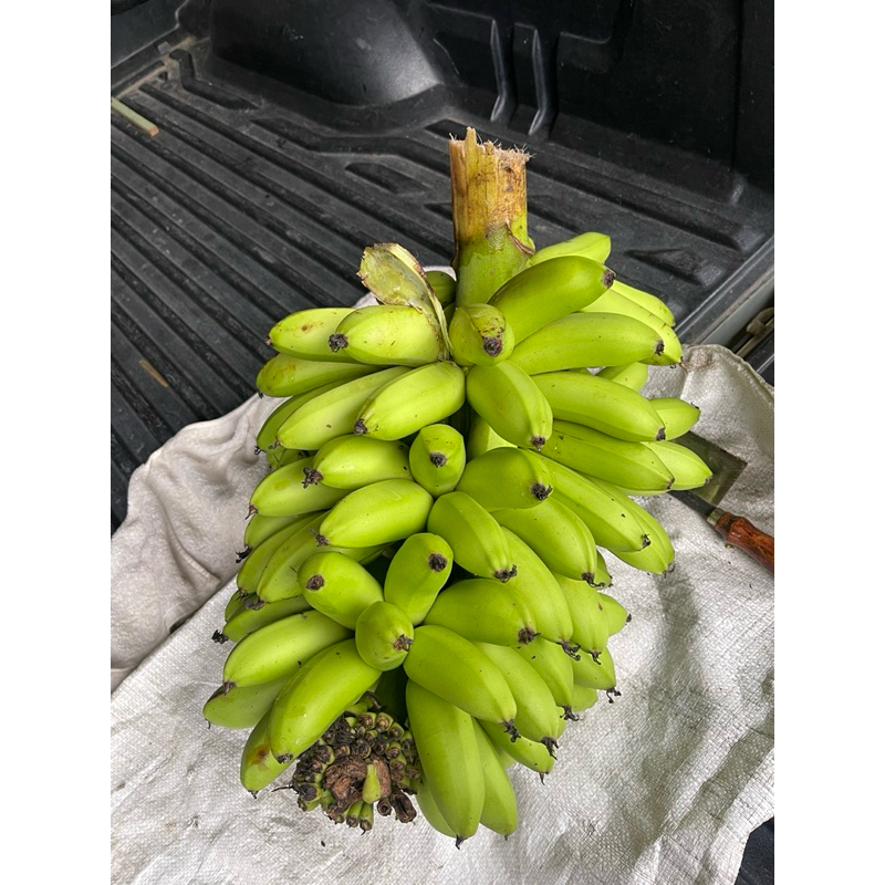 กล้วยหอมแคระ มีลูกกินได้(Musa ‘Hom Khae’ ) รับเยอะมีราคาส่ง | Shopee ...
