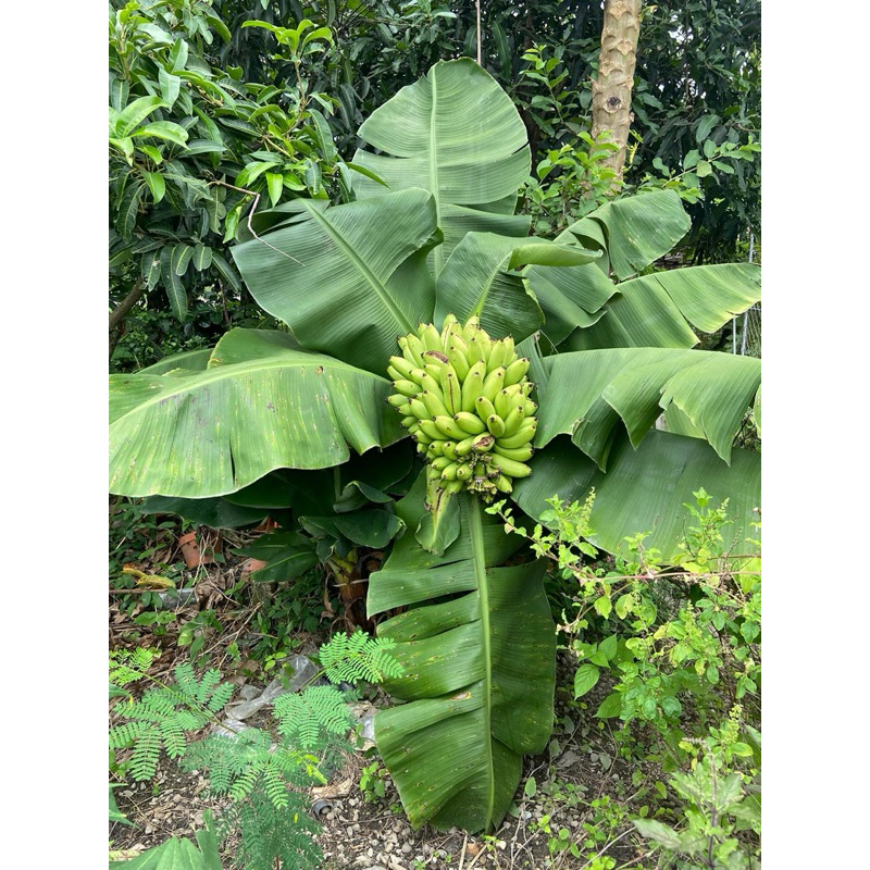 กล้วยหอมแคระ มีลูกกินได้(Musa ‘Hom Khae’ ) รับเยอะมีราคาส่ง | Shopee ...
