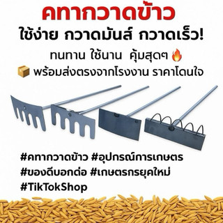 Thau quét gạo Thau kéo gạo Thau phơi gạo