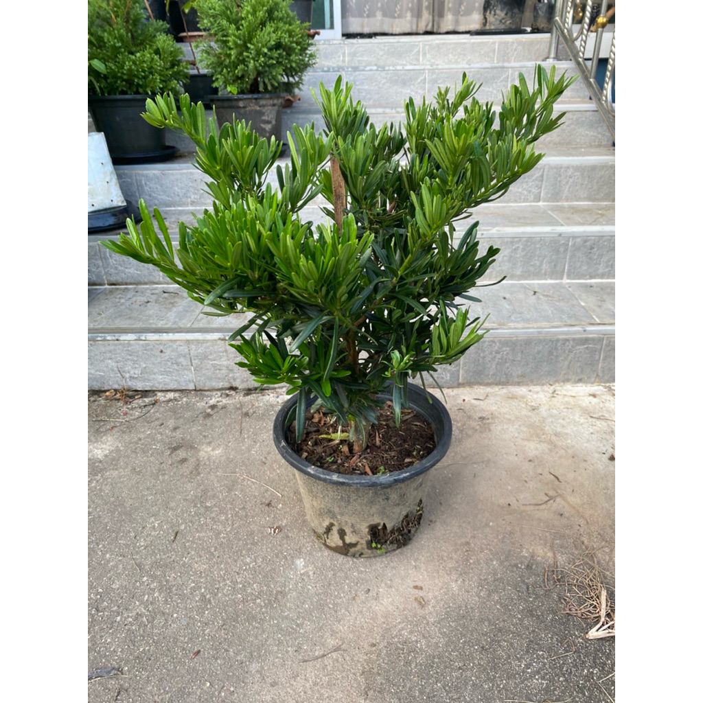 ต้นสนใบพาย (Podocarpus polystachyus) ใบเรียวยาวสีเขียวเข้ม ฟอร์มสวย ...