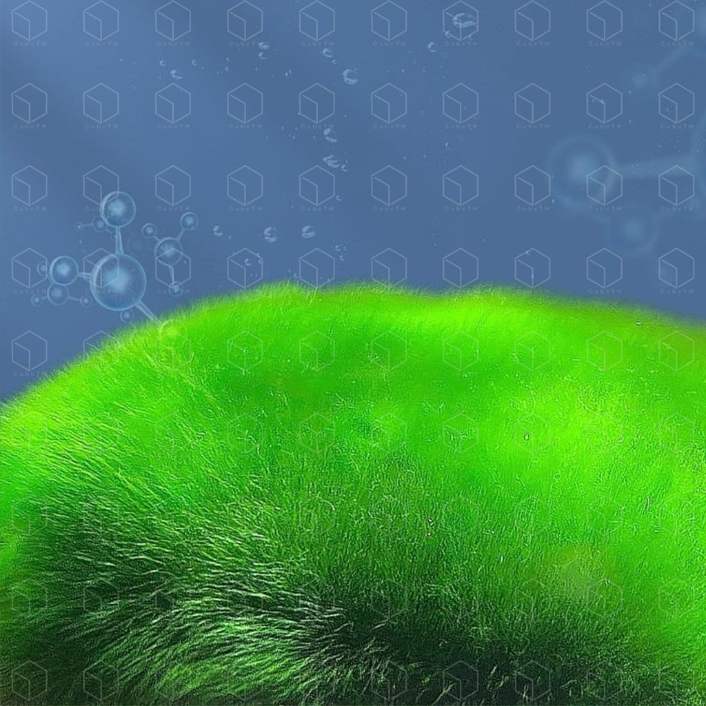 YEE ALGAE SPORE ผงสร้างตะไคร่ ผงสปอร์ตะไคร่ FISH LEBAO ปรับสภาพน้ำ ลด ...