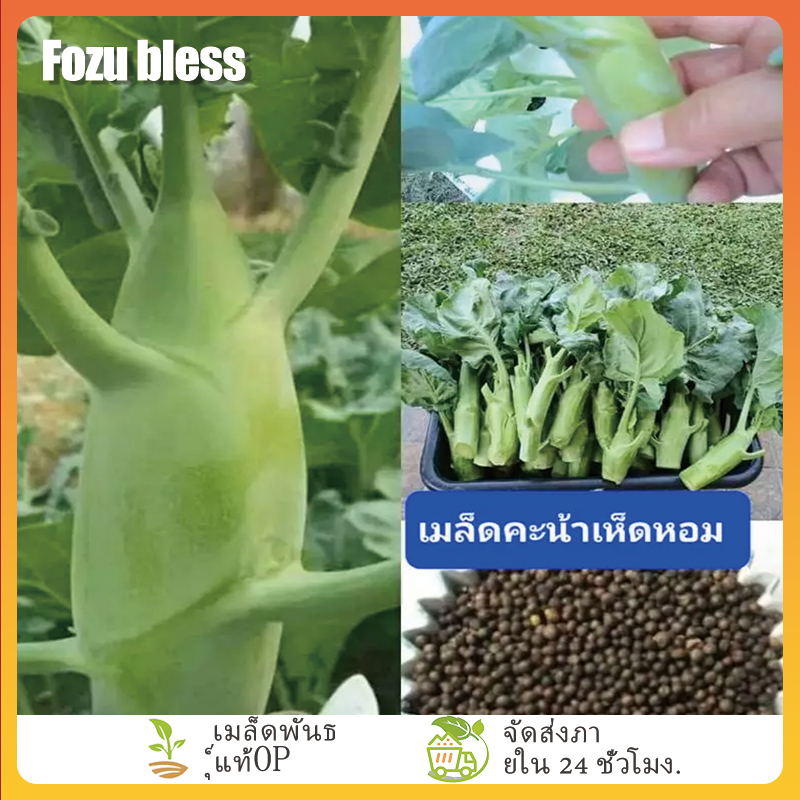 FOZU คะน้าเห็ดหอม 400 เมล็ด เมล็ดพันธุ์ผัก คะน้าต้นใหญ่ เมล็ดผักสวนครัว ...