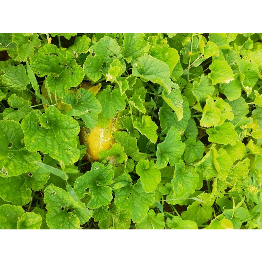 ต้นพันธุ์ แตงไทย ถุงดำพร้อมปลูก 30 บาท แตงไทย Muskmelon Cucumis melo ...