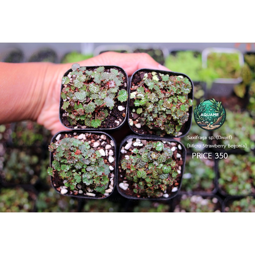 ไมโคร บีโกเนีย สตอเบอรี่ (Micro Strawberry Begonia) ต้นไม้ชื้น บีโกเนีย ...