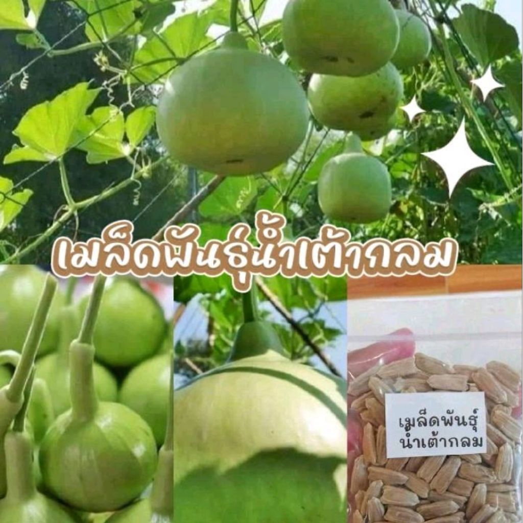 เมล็ดพันธุ์น้ำเต้ากลม บรรจุ 30เมล็ด 39บาท | Shopee Thailand