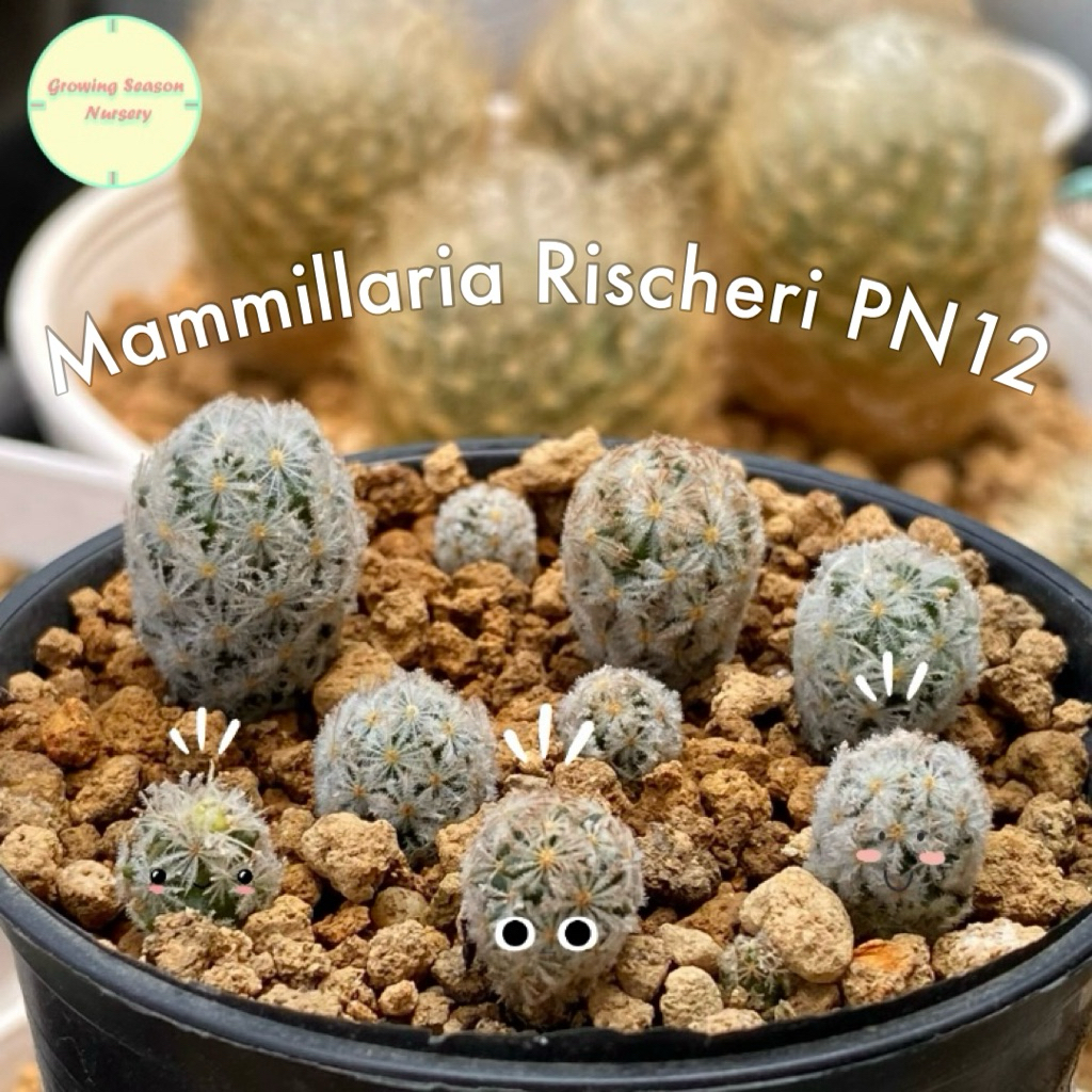 MAMM39 ] Mammillaria Rischeri PN12         | Shopee Thailand