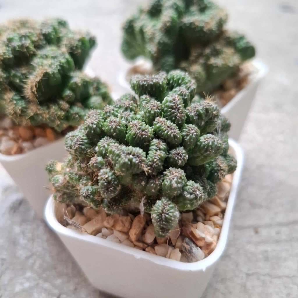 💛💜ต้นหยกนำโชค (ขนาดกระถาง 2 นิ้ว)💜💛 Monstrose Apple Cactus , Curiosity Plant
