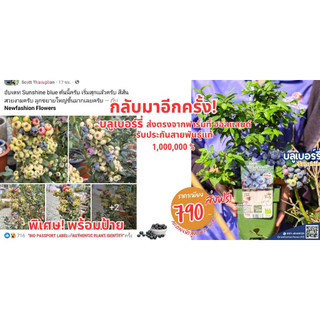Cây việt quất (dây châu Âu, không phải việt quất Trung Quốc) SunShine Blue, có sẵn cây mẫu đẹp (dây châu Âu), bảo đảm giống thuần chủng 100%