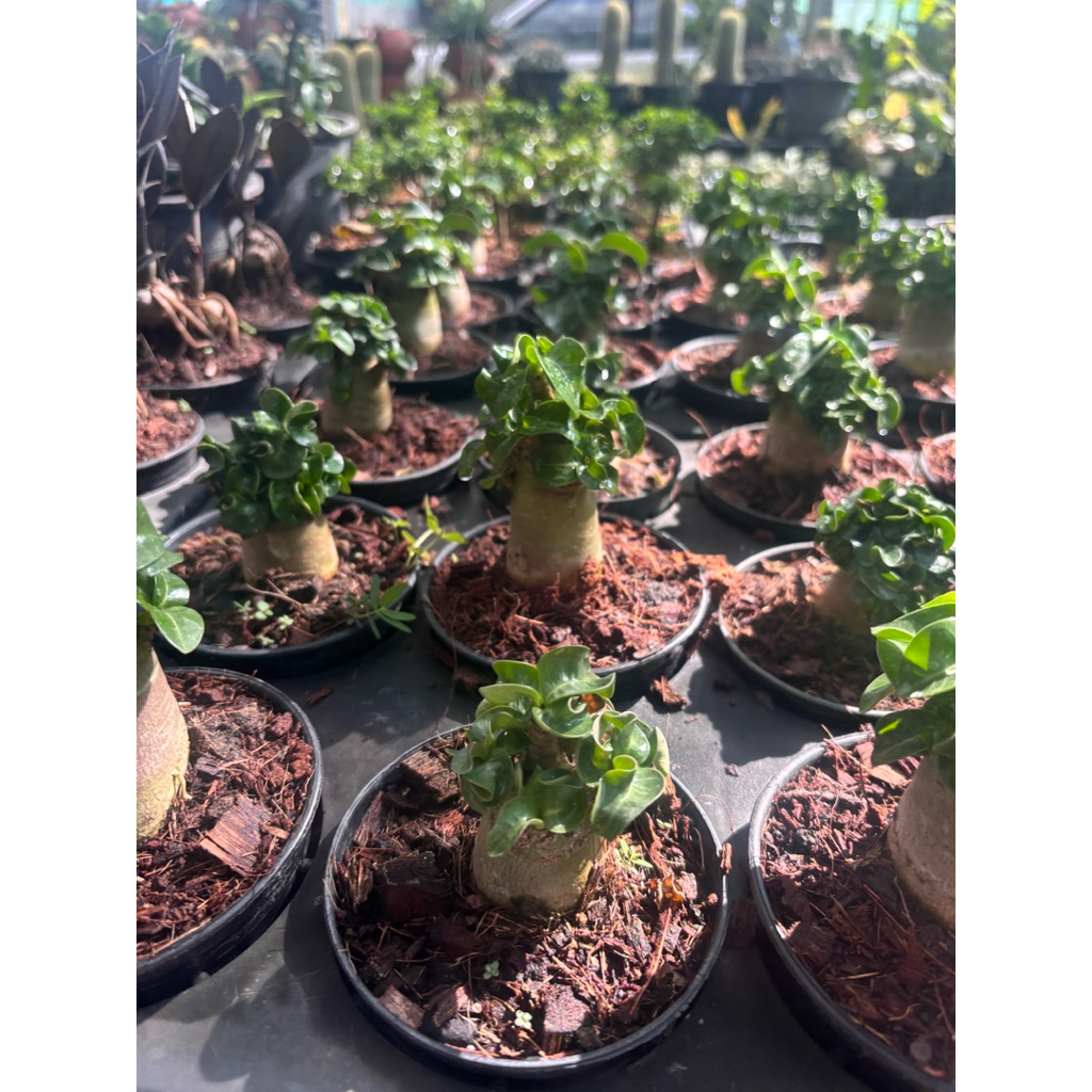ชวนชมแคระสุด กระถาง2นิ้วAdenium mini | Shopee Thailand