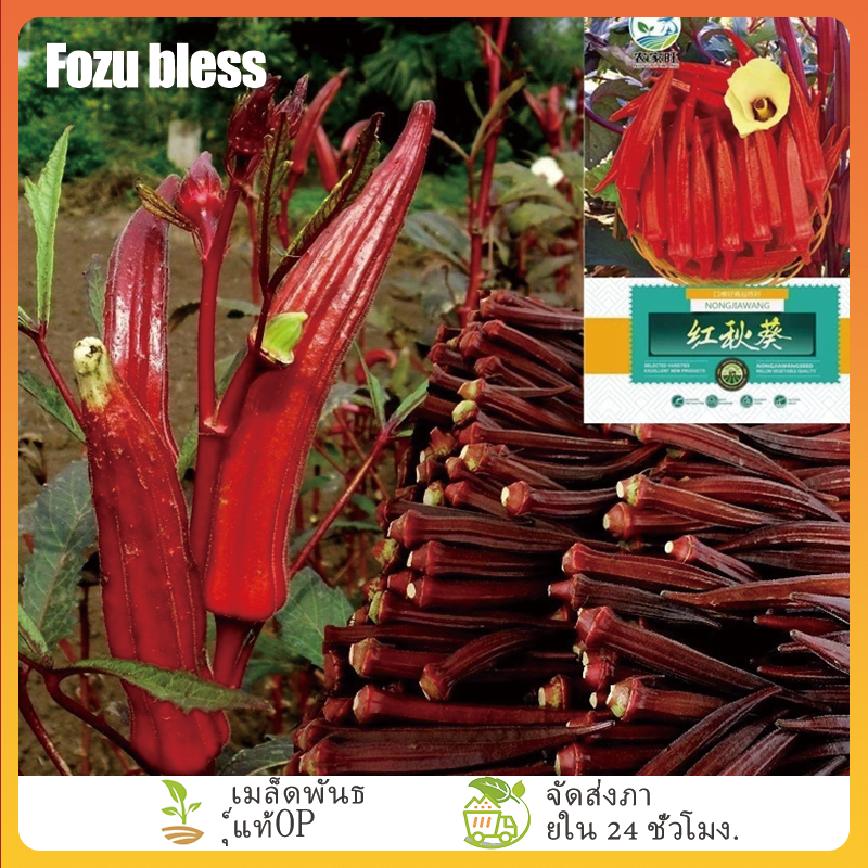 FOZU กระเจี๊ยบมอญฝักแดง เมล็ดพันธุ์ 40-45 เมล็ด มีคู่มือปลูก | Shopee ...