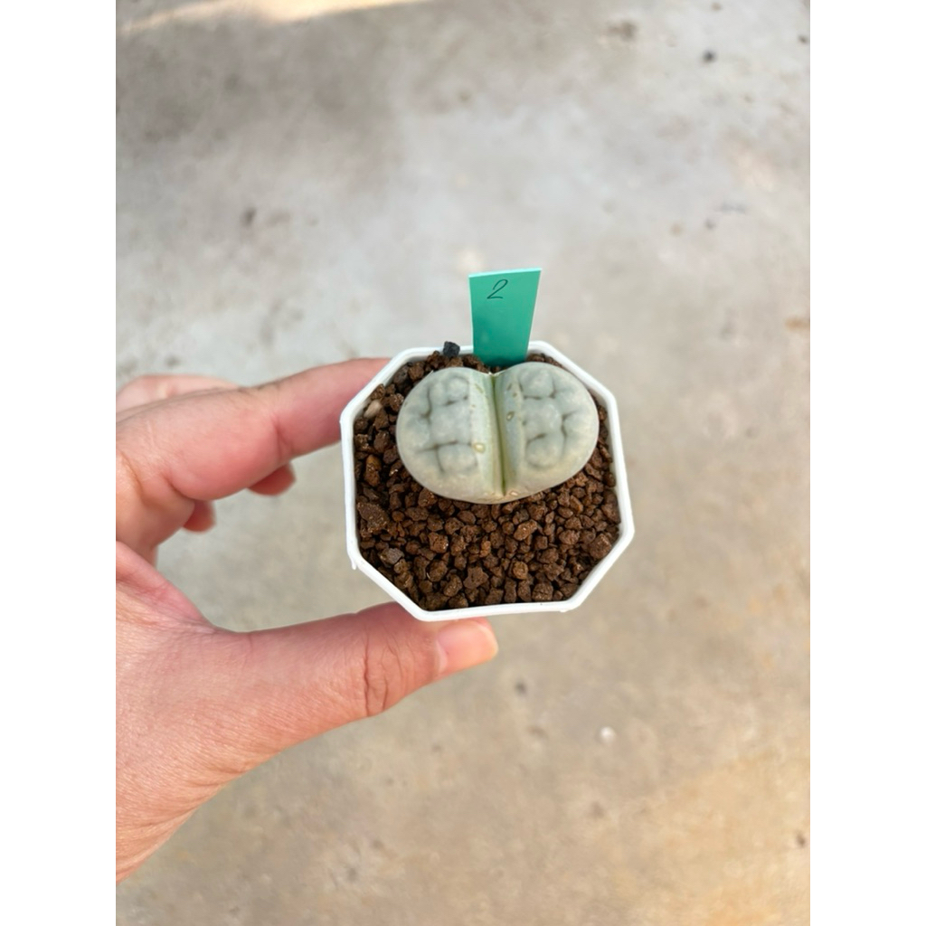 ไลทอป litop ต้นใหญ่ กระถาง 2“ | Shopee Thailand