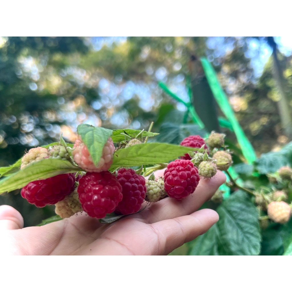 Caroline Rasberry Plants / Red Rasberry ต้น ราสเบอร์รี่ สายพันธุ์ ...
