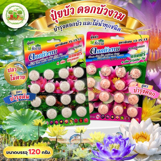 ปุ๋ยบัว ปุ๋ยบอนสี ปุ๋ยไม้น้ำ Golden Flowers 14 viên có 2 công thức: công thức tăng trưởng cây và tăng hoa #ปุ๋ยบัว #ปุ๋ยบอนสี #ปุ๋ยกล้วยไม้