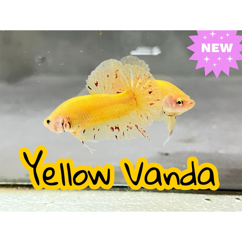 Betta : Super Yellow Vanda เหลืองแวนด้า(หายาก) | Shopee Thailand