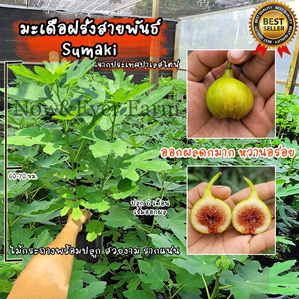 มะเดื่อฝรั่ง สายพันธ์ Sumaki รสชาติหวานอร่อย ออกผลดกมาก ต้นสวยงาม ...