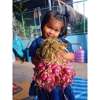 หอมแดงศรีสะเกษ. ยังไม่แต่งสวย 3 โล 105💥💥 photo