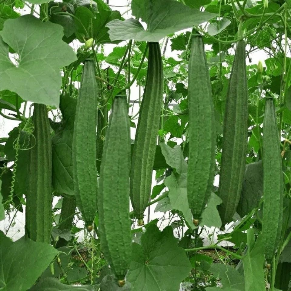 PATOLA TAGALOG SEEDS ปลูกง่าย ปลูกได้ทั่วไทย (10เมล็ด/ซอง) มล็ดพันธุ์ ...