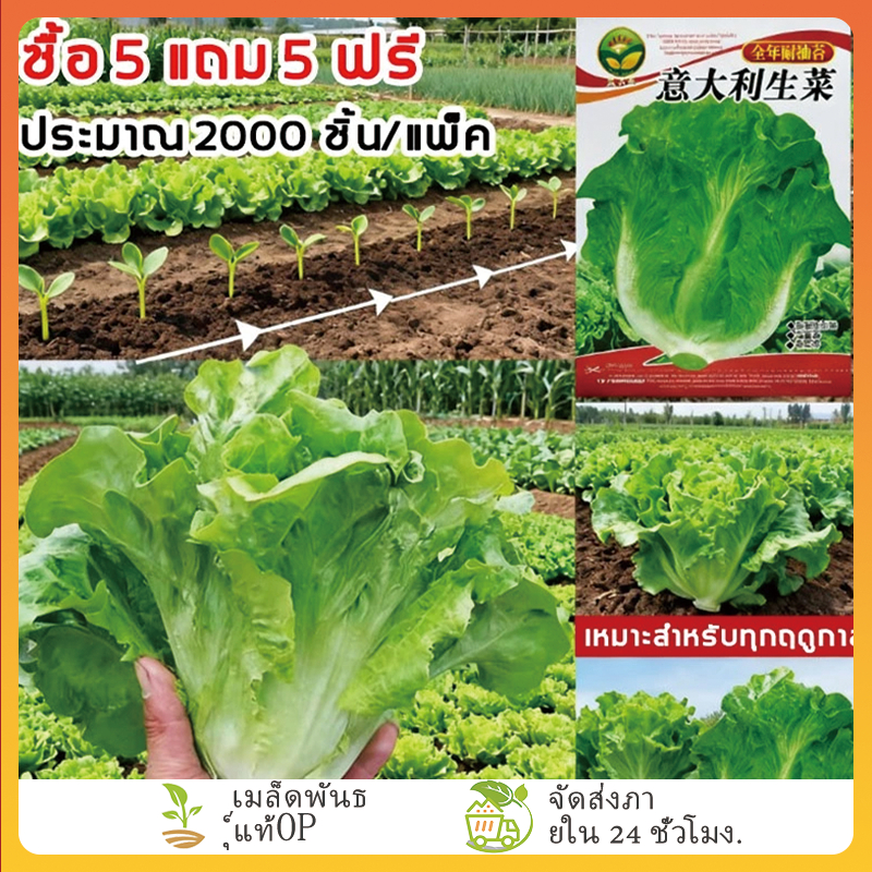 FOZU 2000 เมล็ด ผักกาดหอมอิตาลี ผักกาดหอมอิตาเลี่ยน Italian lettuce ...