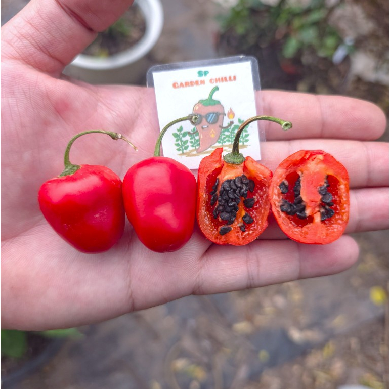 เมล็ดพันธุ์พริกโรโคโตมินิสีแดง(Mini Rocoto Red) | Shopee Thailand