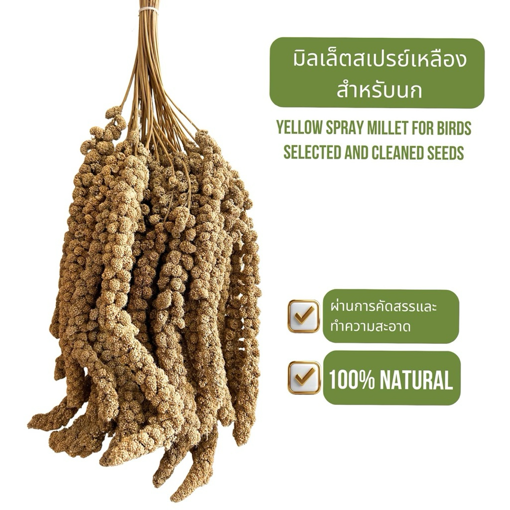 COD อาหารนก มิลเล็ตสเปรย์ (Spray Millet) มิลเล็ตสเปรย์เหลืองใหม่ แห้ง ...