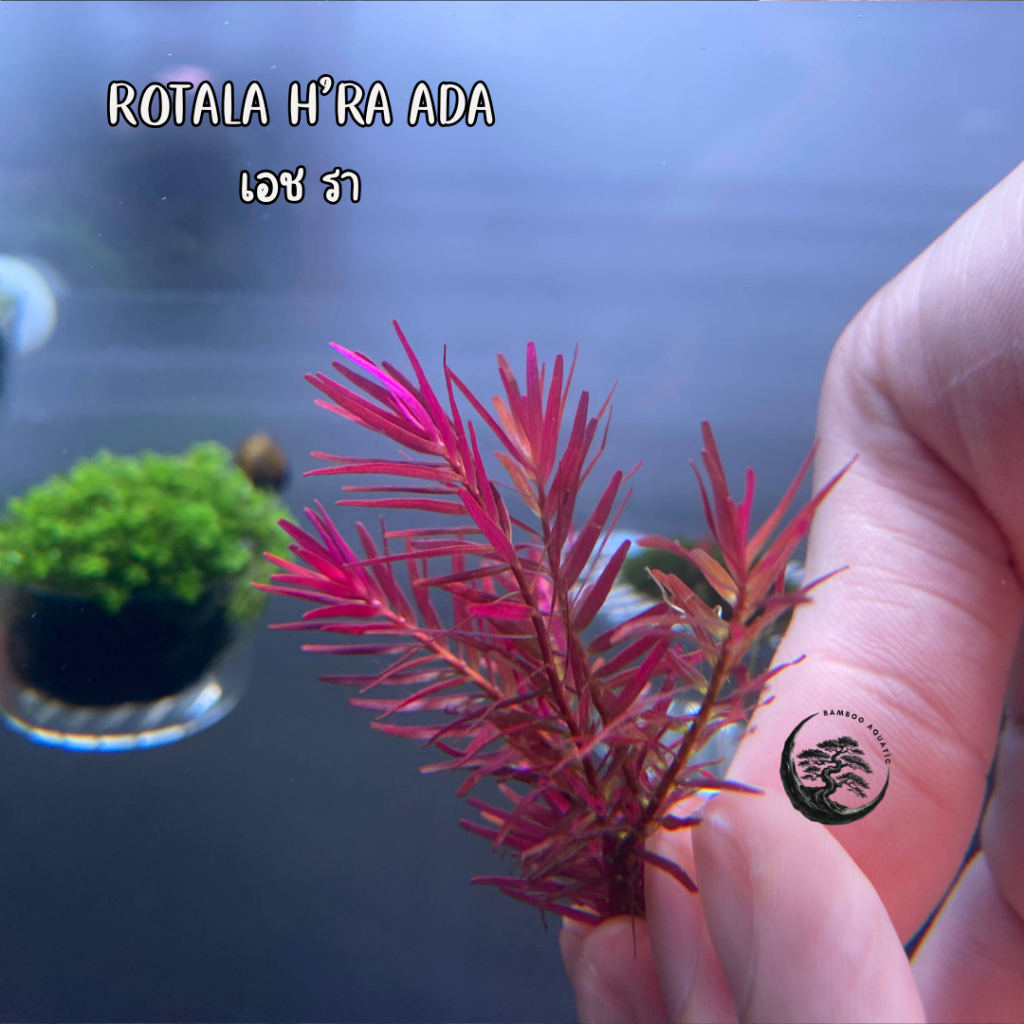 Rotala H'ra ADA โรทาล่า เฮอร่า ไม้แดงใบแหลม | Shopee Thailand
